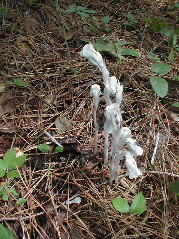 Indian pipe.jpg