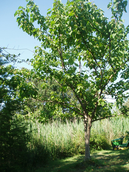 invasive princess tree.jpg