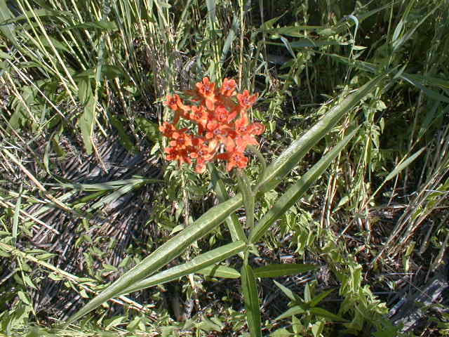 lance-leaved milkweed.jpg