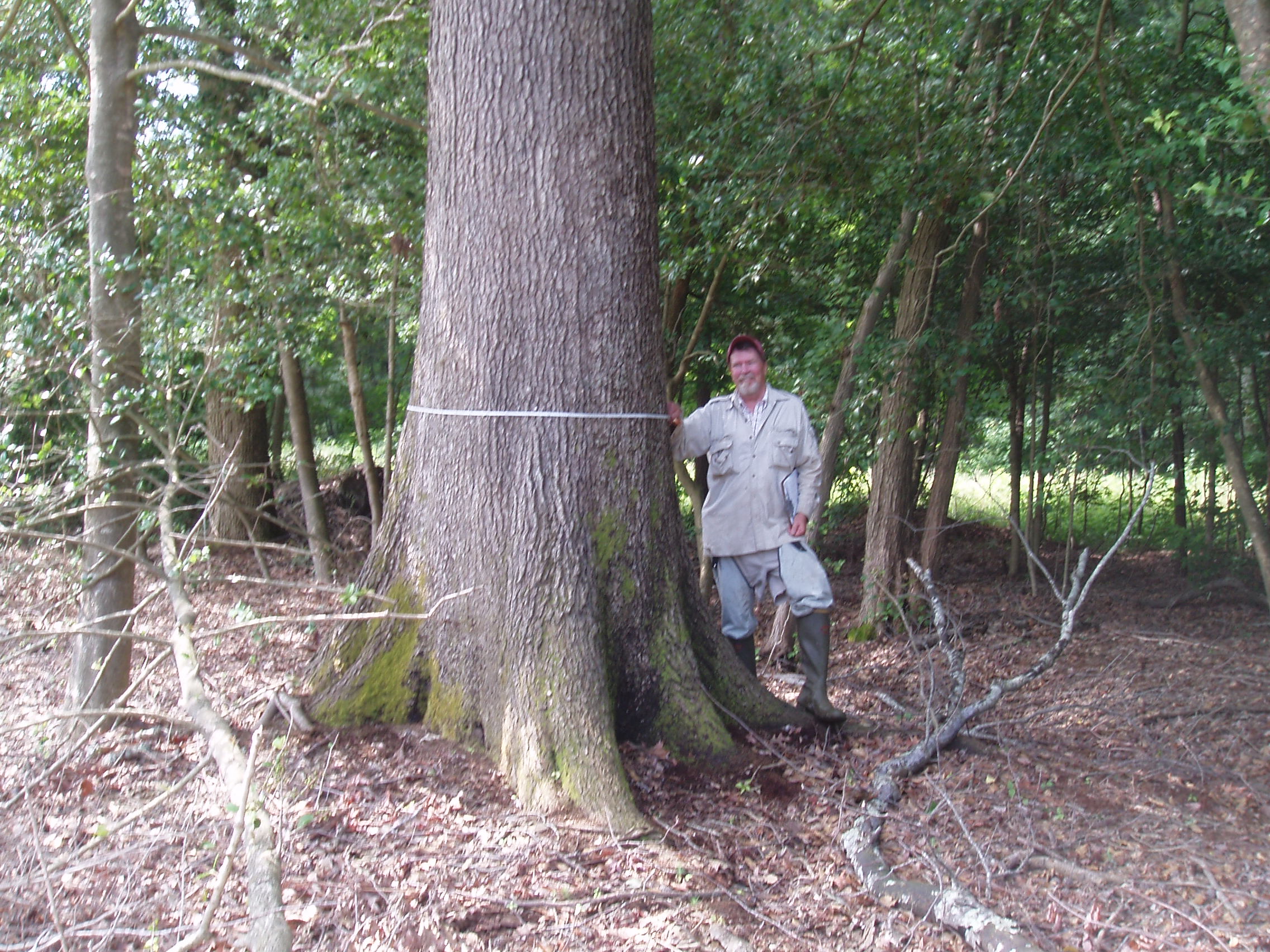 42%22 Cherrybark oak.jpg
