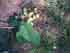 princess tree seed case_thumb.jpg