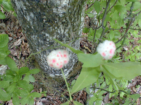 oak galls.jpg