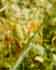 rare milkweed_thumb.jpg