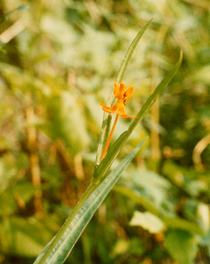 rare milkweed.jpg