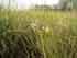 salt marsh aster_thumb.jpg