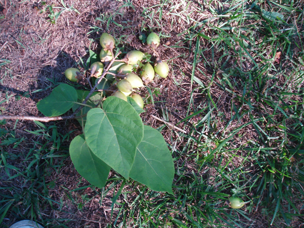 princess tree seed case.jpg