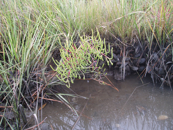 saltwort.jpg