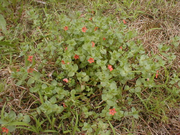 scarlet pimpernel.jpg