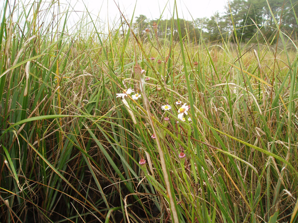 salt marsh aster.jpg