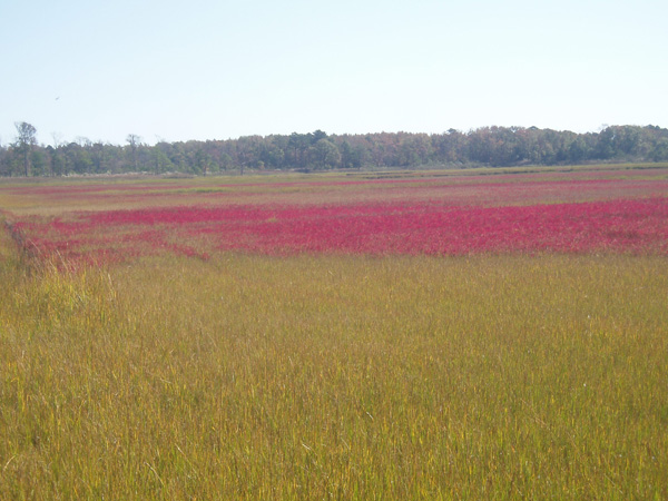 the lovely marsh.jpg