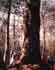 tulip poplar_thumb.jpg
