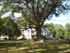 willow oak_thumb.jpg
