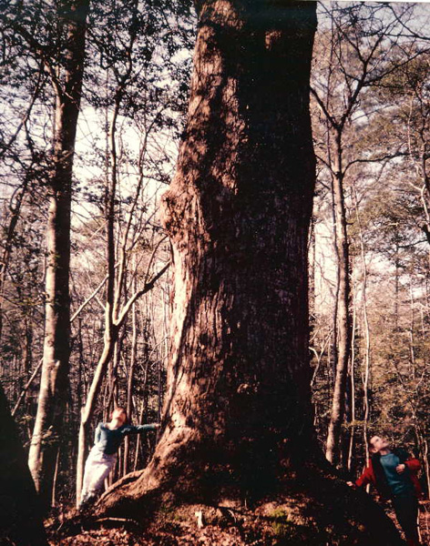 tulip poplar.jpg