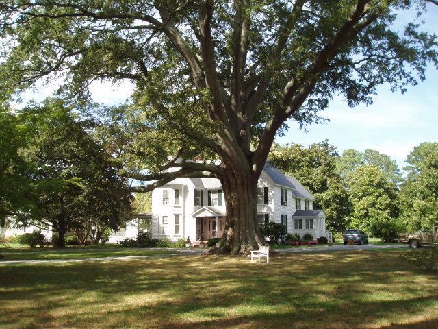 willow oak.jpg