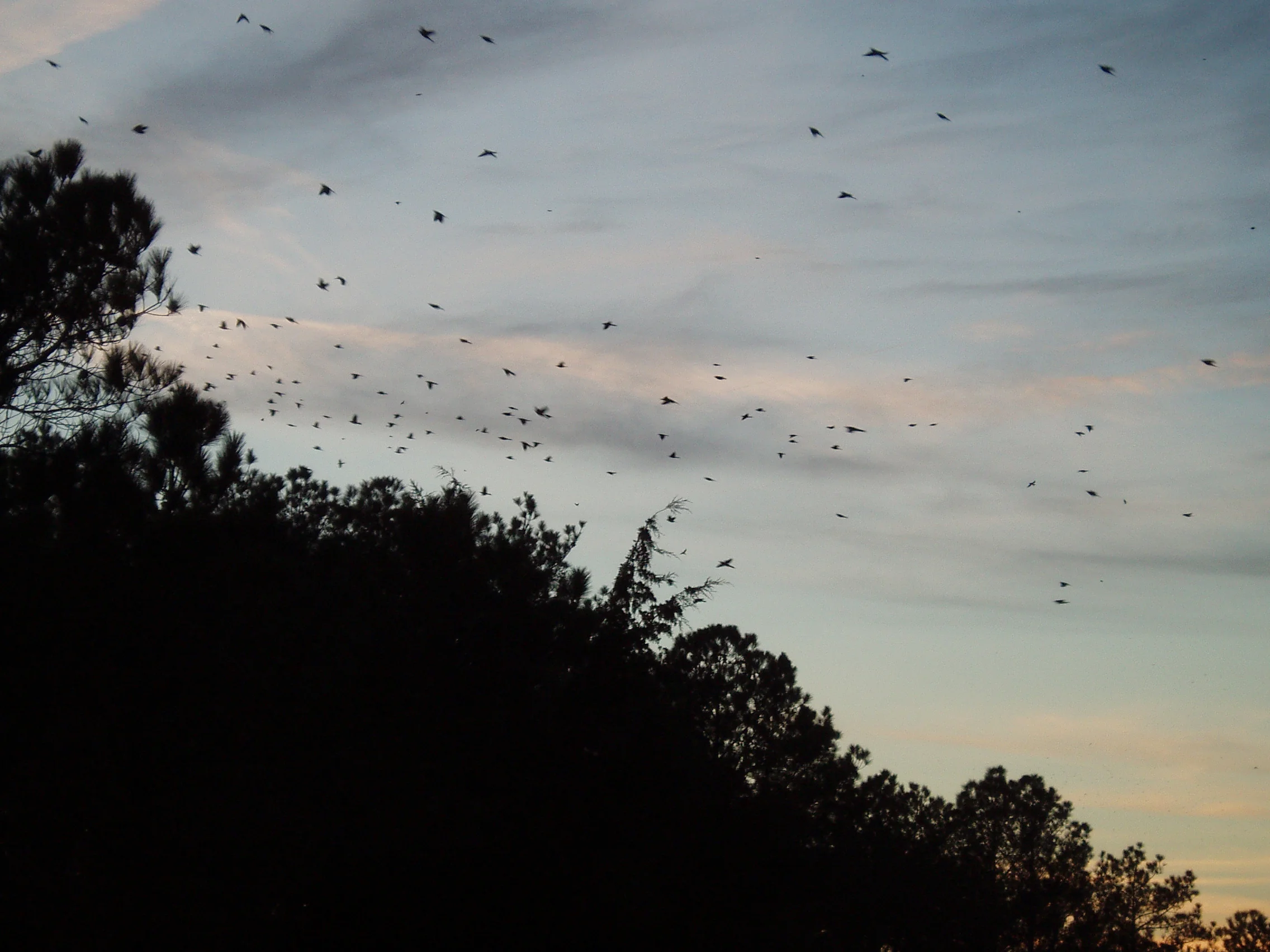 roosting grackles-2.JPG