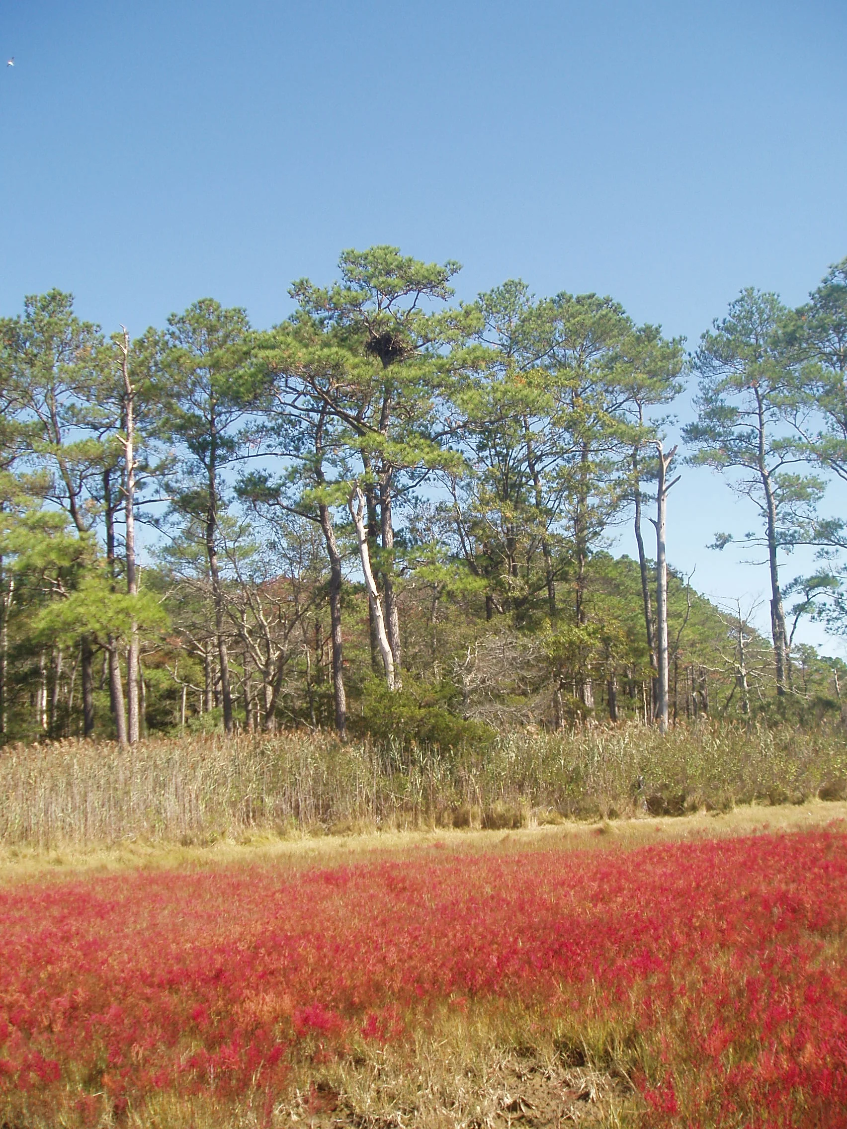 eagle's nest.jpg