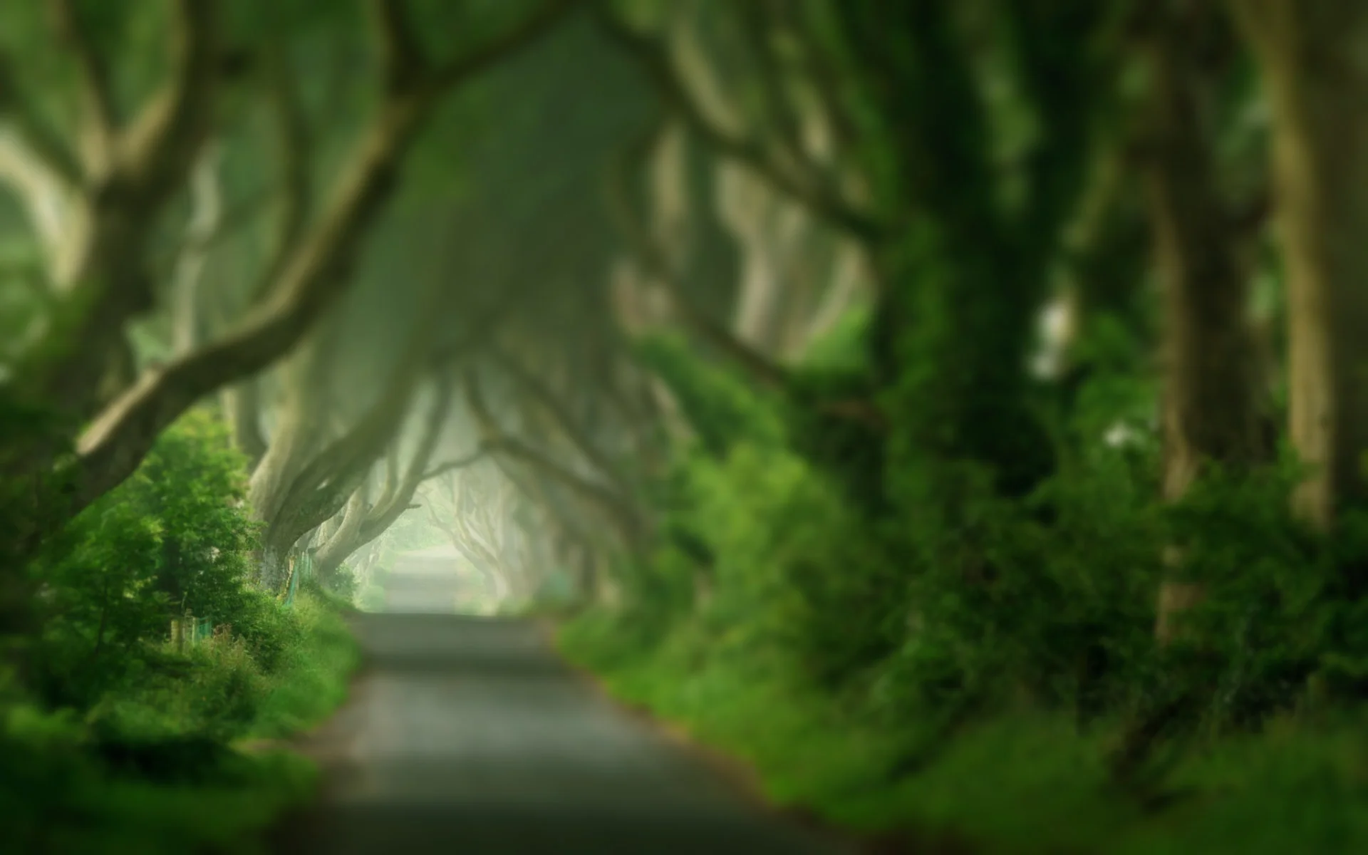 forest blured.jpg