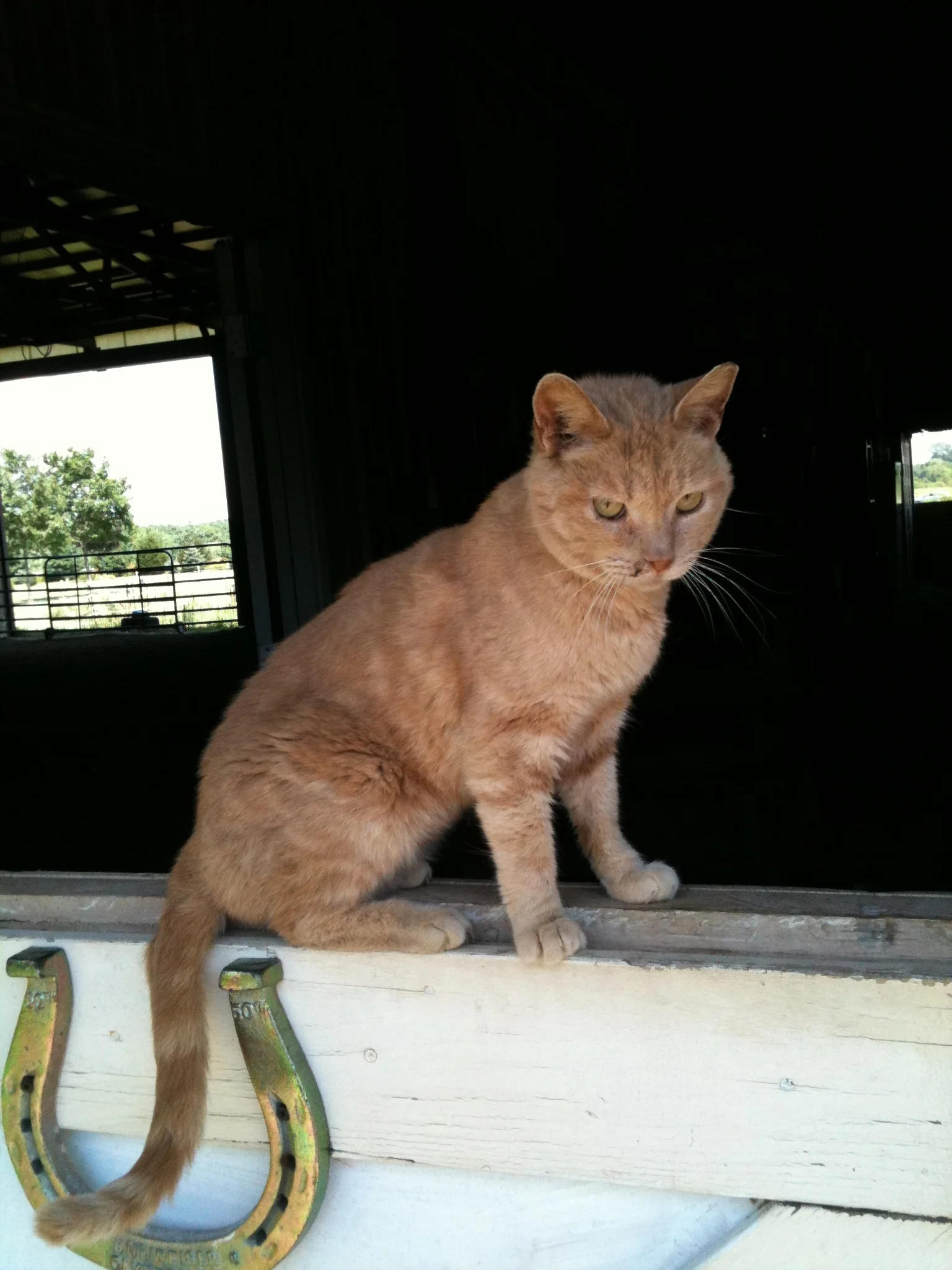 Orange tabby 2.jpg