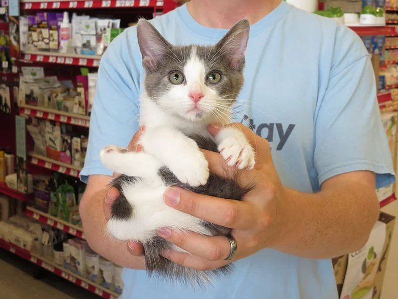 Ferrari at an adoption event.