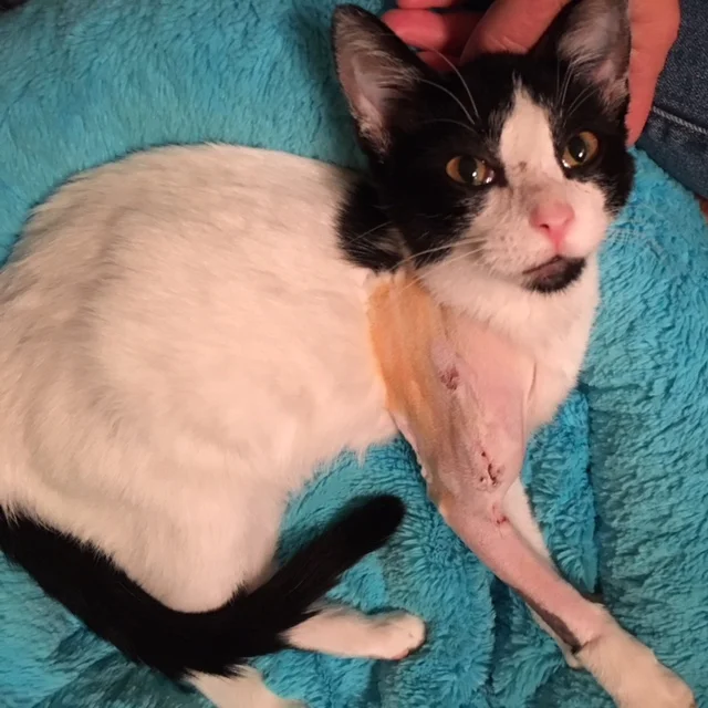 Shelly recovering after surgery.