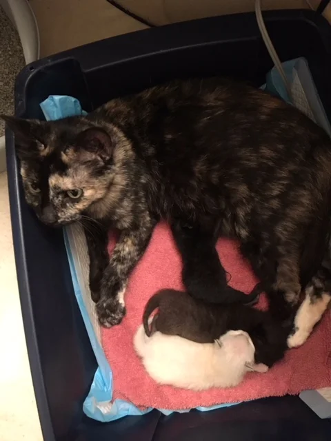 Harper with her two kittens, Ace and Twigs.