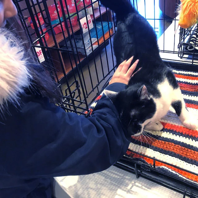 Oreo Greets visitors at Kriser’s Natural Pet in Vernon Hills. (December 22, 2018)