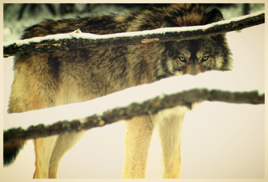 wolf.png