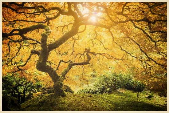 tree.jpg
