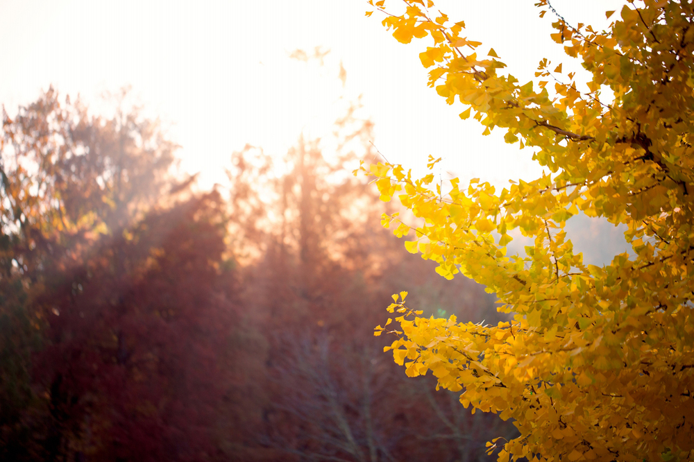 fall-family-session-northern-virginia.jpg