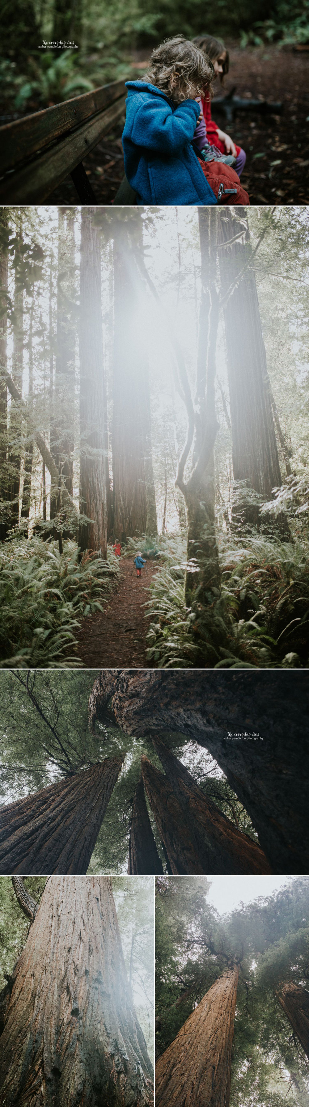 kids-who-hike-redwoods.jpg