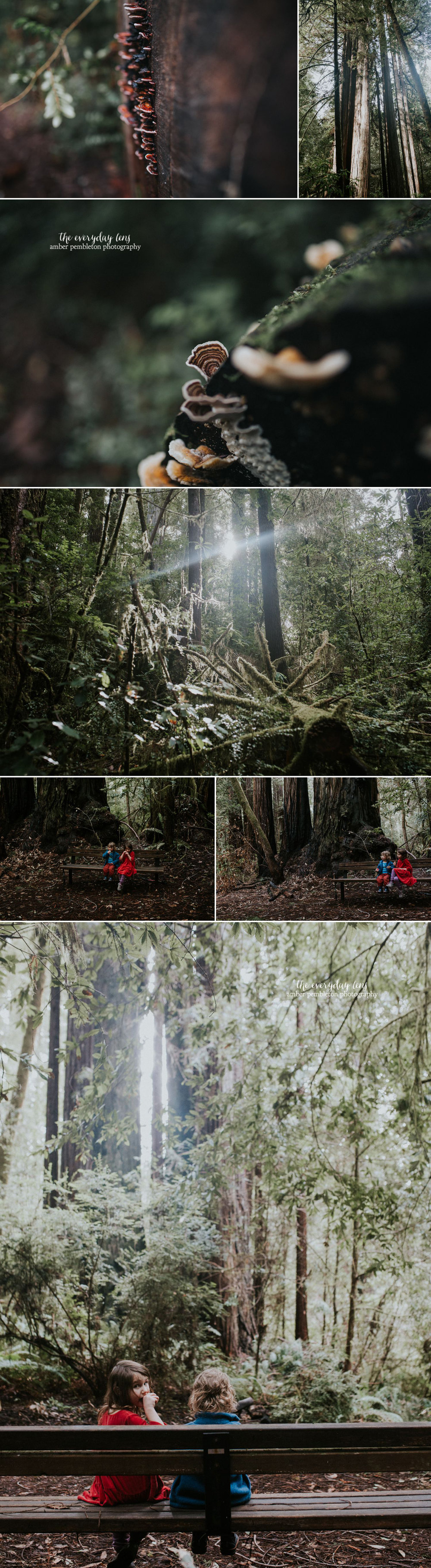 redwoods-vacation-photographer.jpg