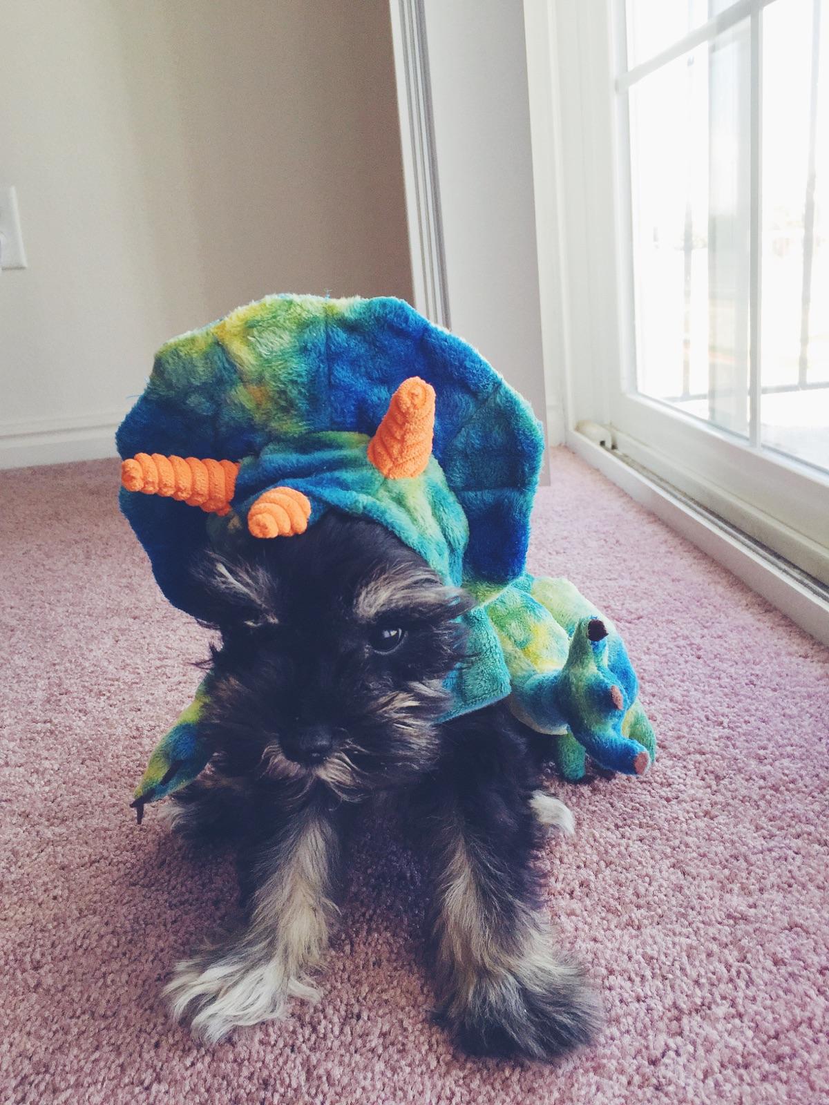 This Is Ms. Penny Lane. Her Mom McKenna already has her Halloween Costume picked out, and I must say she is ADORABLE!!