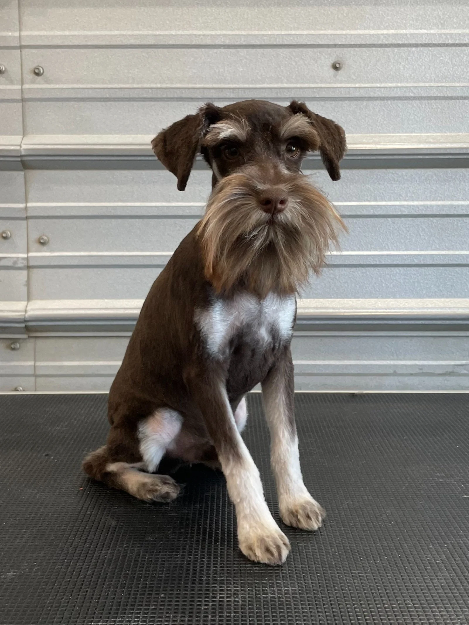 Miniature Schnauzers for Sale near Las Vegas, NV