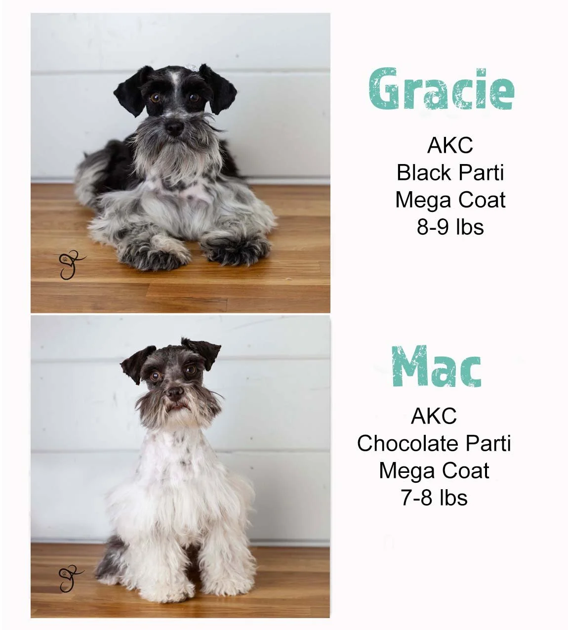 Miniature Schnauzer puppy for sale near Las Vegas, Nevada with a distinctive liver and white parti coat, fluffy eyebrows, and beard, standing alert on a light neutral background.