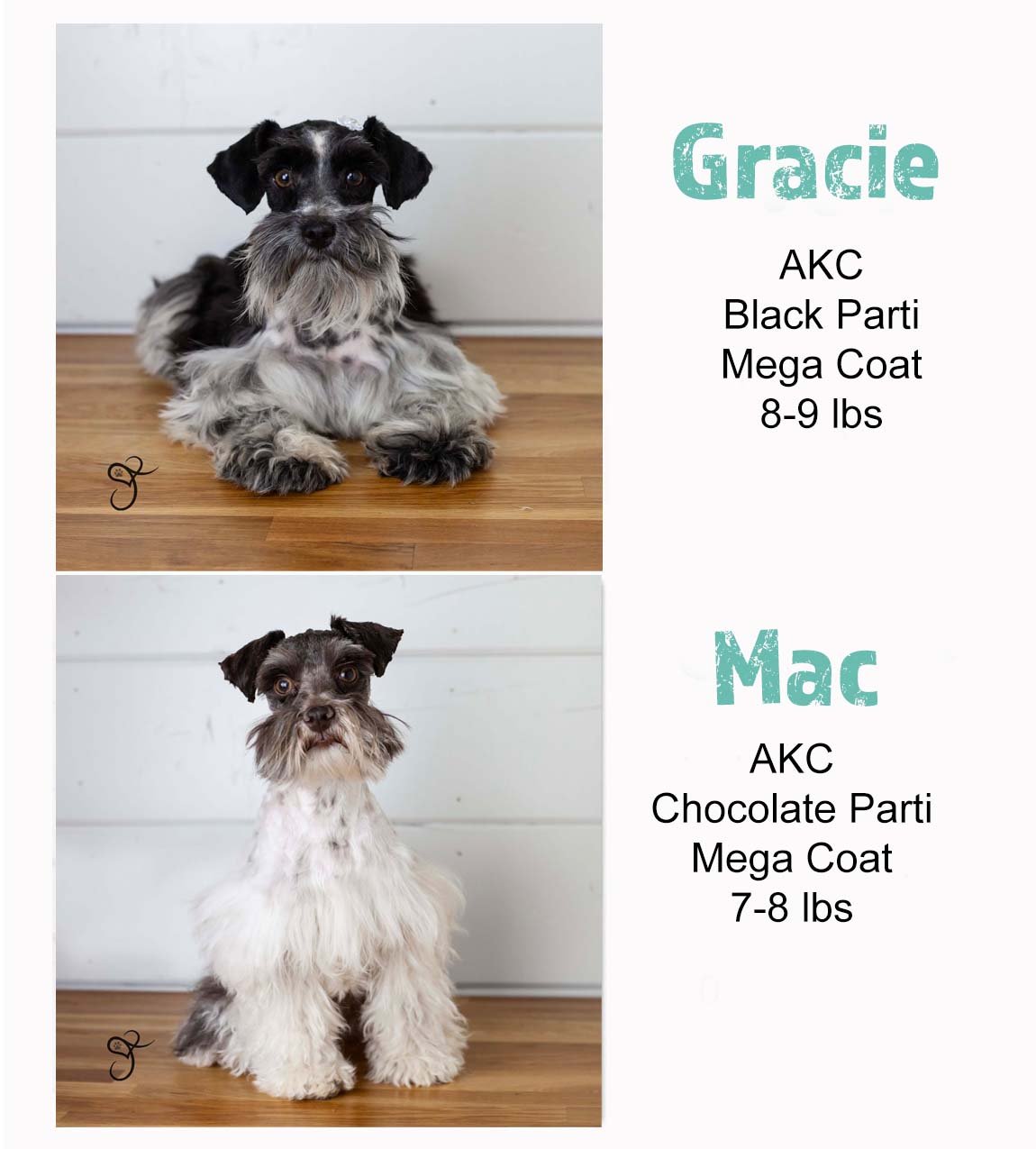 Miniature Schnauzer puppy for sale near Las Vegas, Nevada with a black and white coat, fluffy eyebrows, and beard, sitting alert on a light neutral background.
