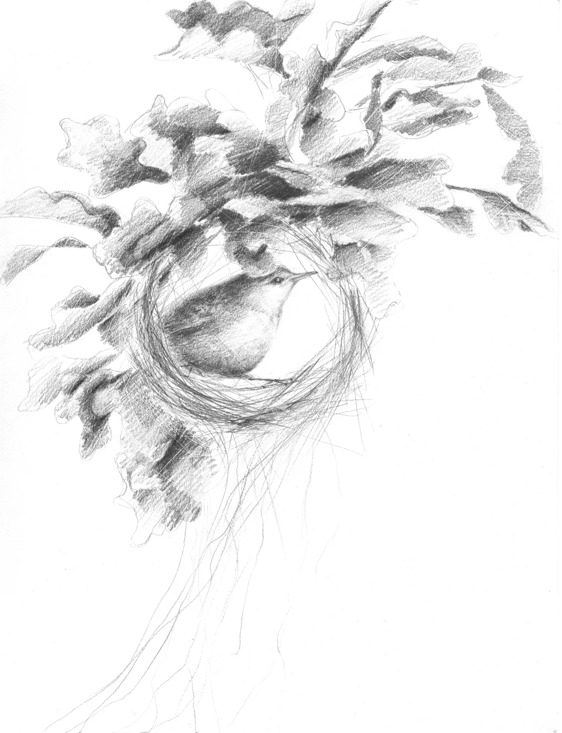 Bullock's_oriole_building_nest.jpg