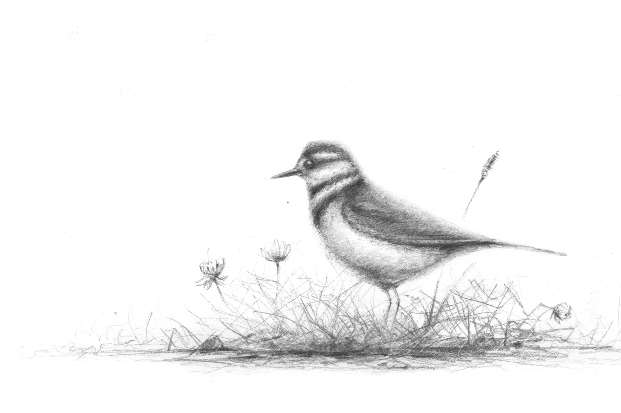 killdeer.jpg