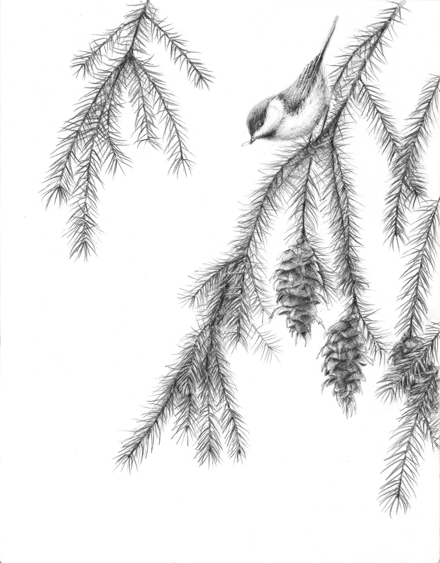 Bryan_Ribelin_Black-capped_chickadee.jpg