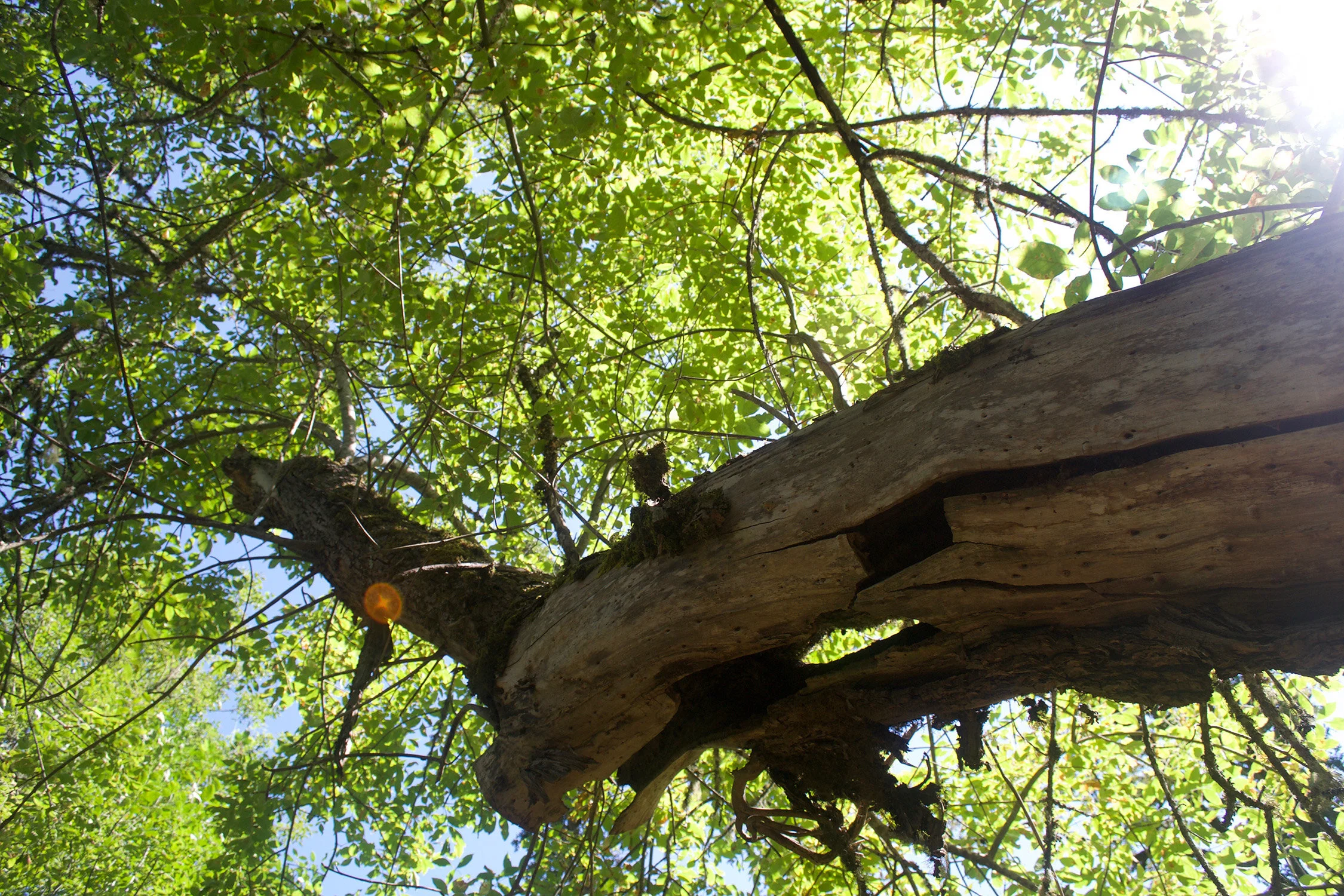 oregon_ash_natural_cavity_2_web.jpg