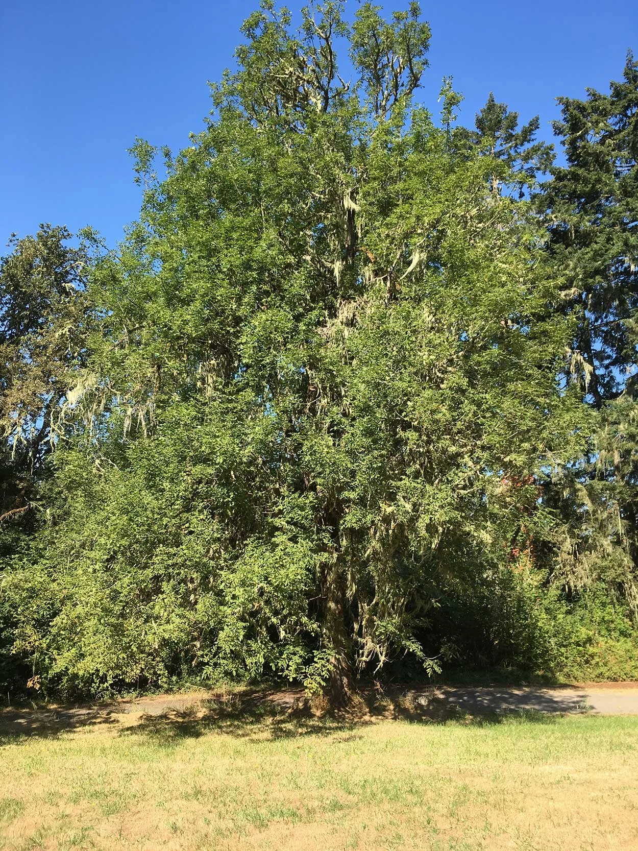 Oregon Ash