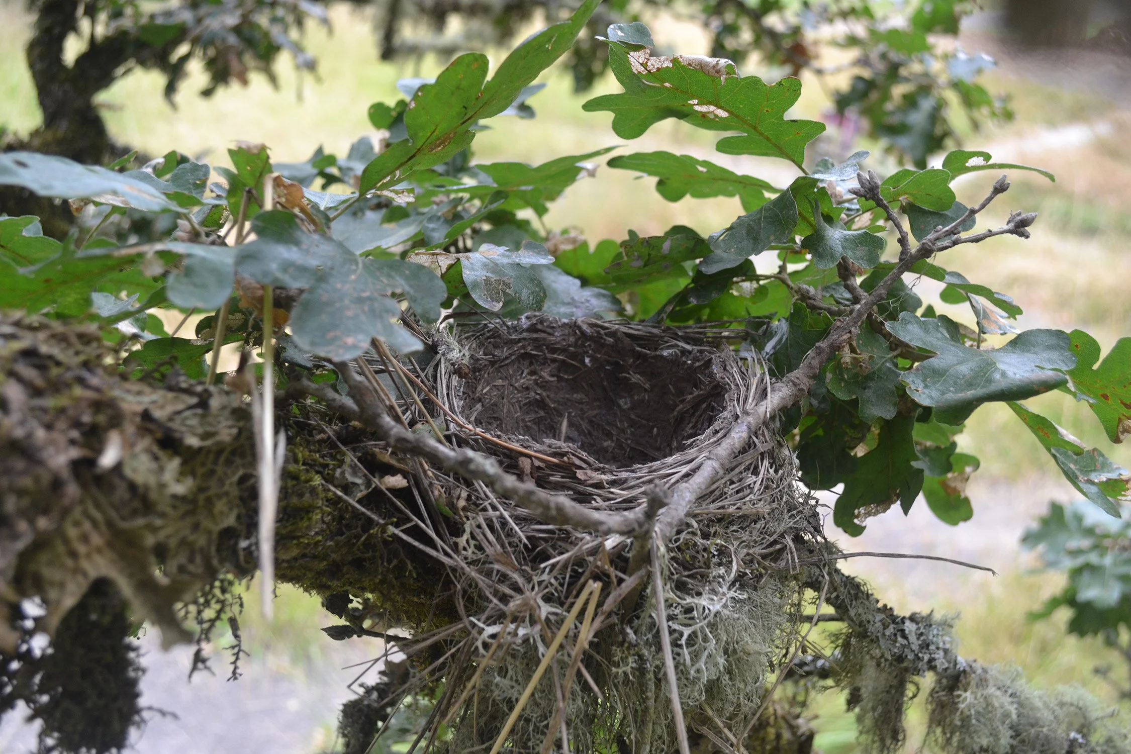 Robin's Nest
