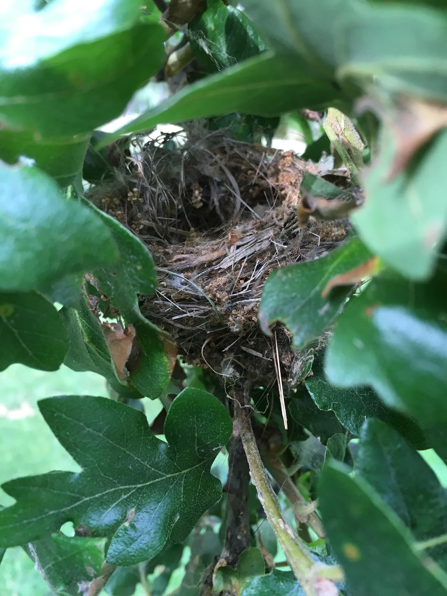 Lesser Goldfinch Nest