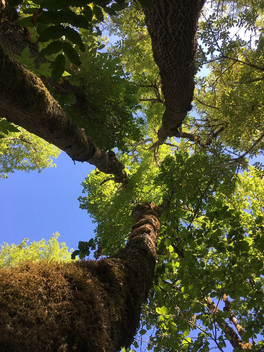 Looking Up Tree 1