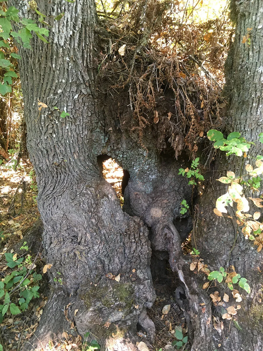 Base of Tree 2