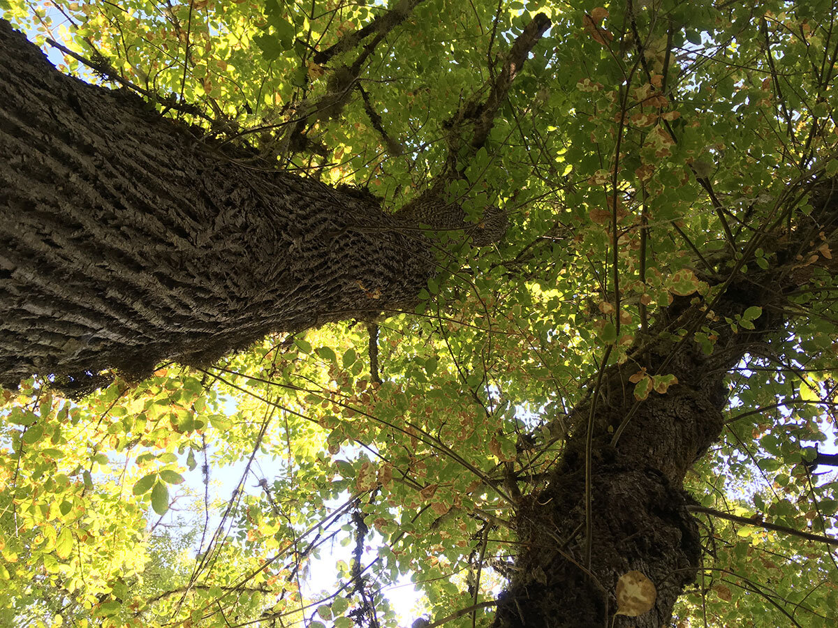 Looking Up Tree 2