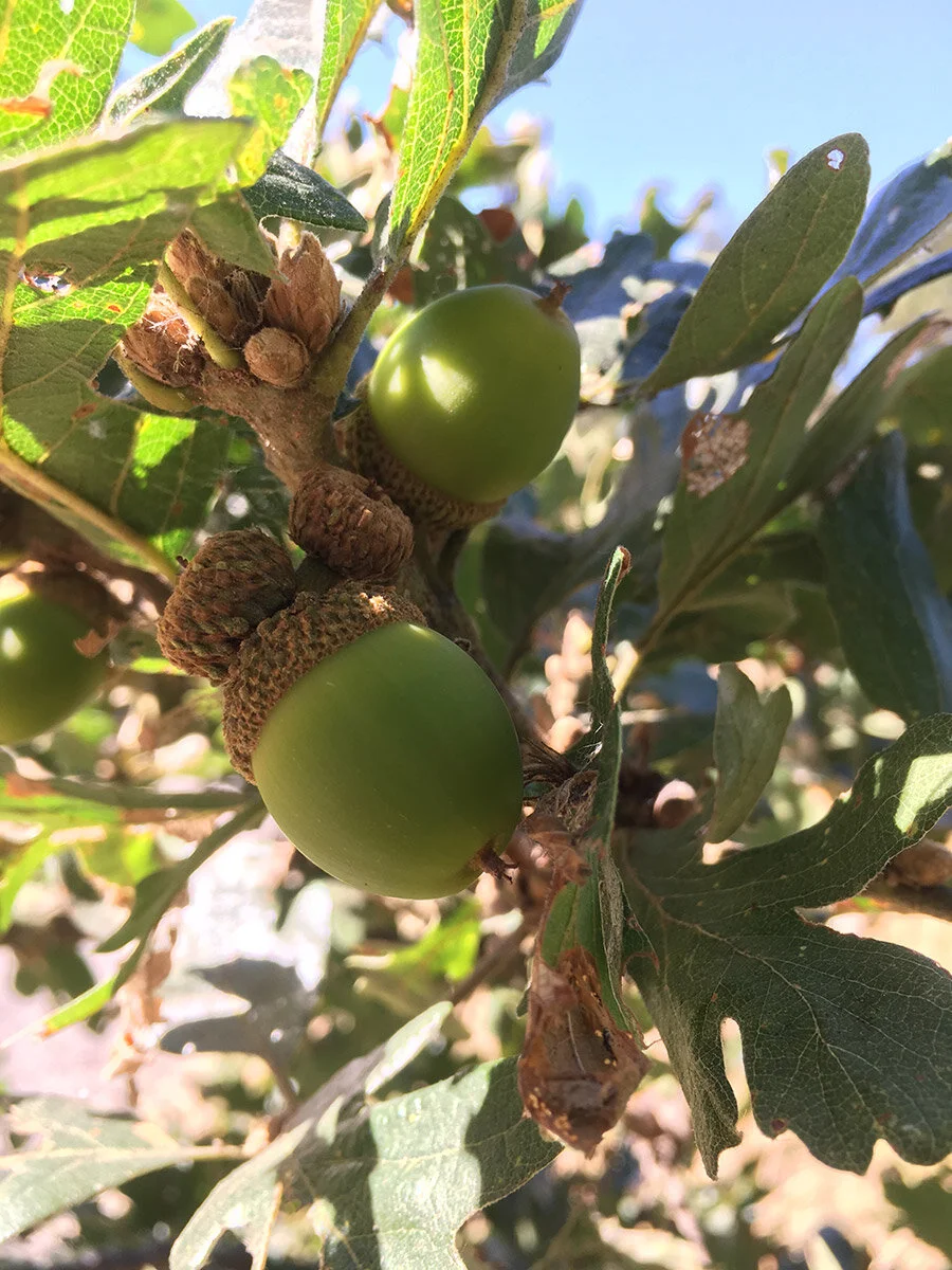oregon_white_oak_acorn_4_web.jpg