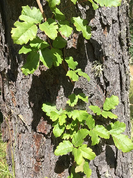 poison_oak_climbing_tree_1_web.jpg