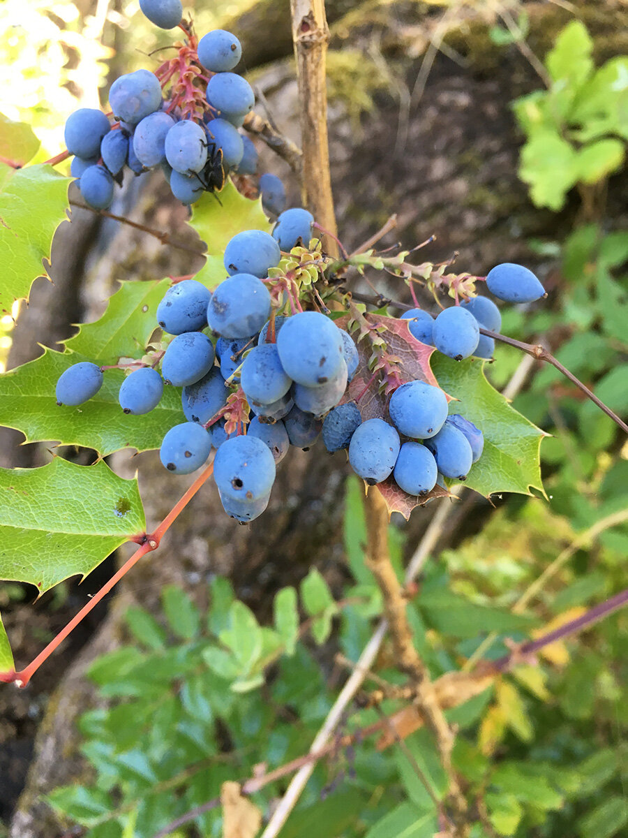 tall_oregon_grape_berries_3_web.jpg