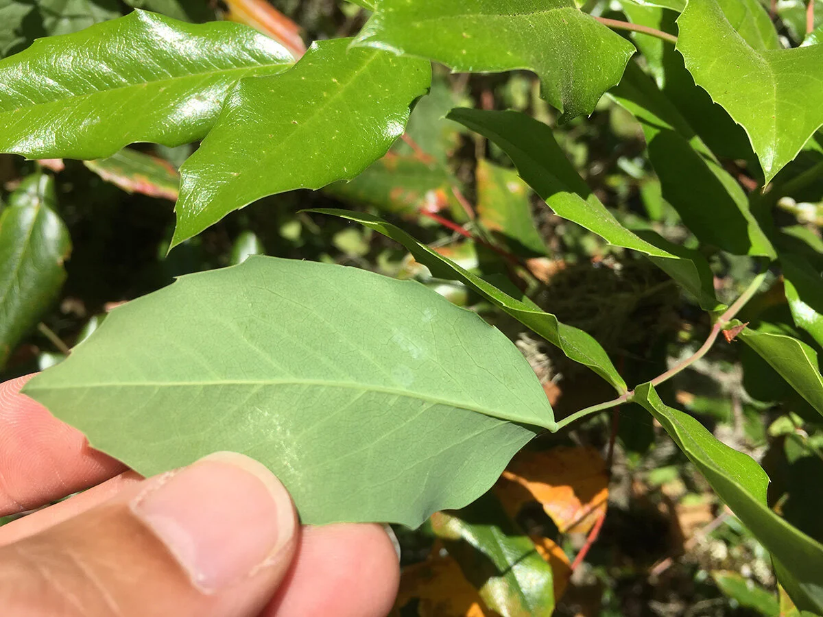 tall_oregon_grape_bottom_of_leaf_web.jpg