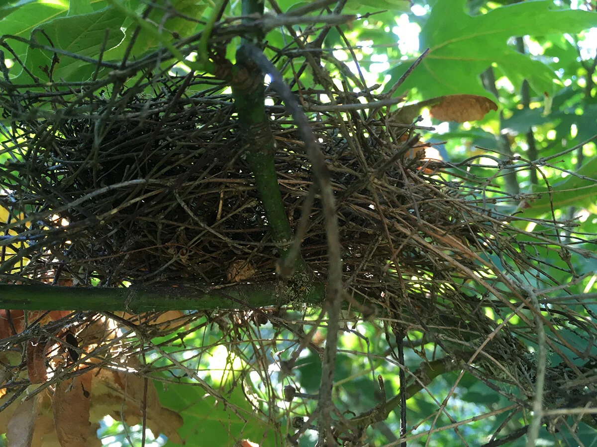 Black-headed Grosbeak nest (below)